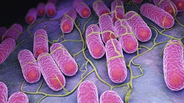 السالمونيلا