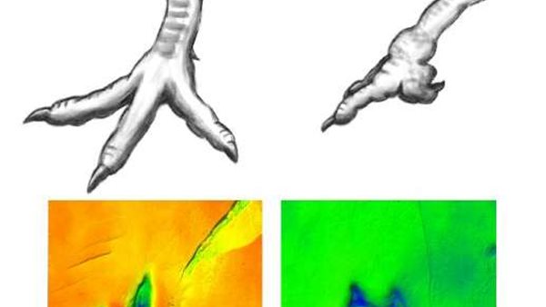 أقدام الديناصورات