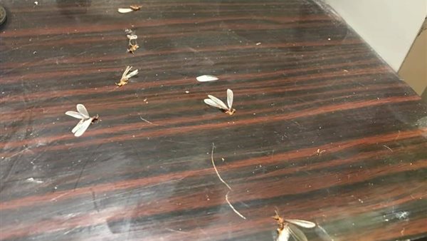 حشرة النمل الأبيض