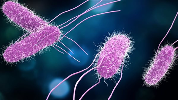 السالمونيلا