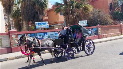 جولة بـ الحنطور لعدد من السياح في شوارع بورسعيد
