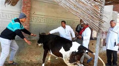 تحصين 27 ألف من الثروة الحيوانية ضد أمراض الحمى القلاعية والوادي المتصدع ببني سويف 