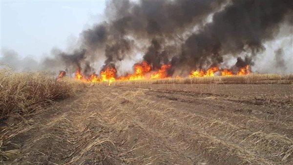 حريق بمحصول قصب السكر