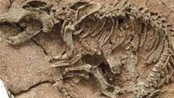 بقايا ديناصورات