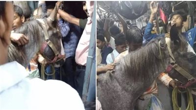 حصان داخل قطار مزدحم بالركاب بالهند.. والسلطات تفتح تحقيقًا في الحادث | فيديو 