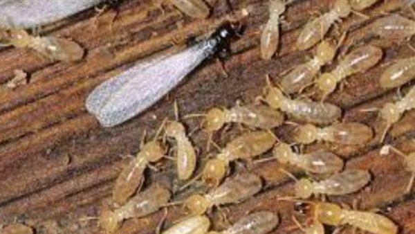 النمل الأبيض يهاجم