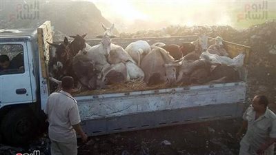 مدير إدارة المجازر بسوهاج يكشف تفاصيل ضبط سيارة محملة بـ50 حمارًا بمركز ساقلتة