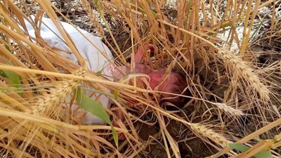 بعمر يومين.. العثور على رضيع داخل حقل قمح بالغربية