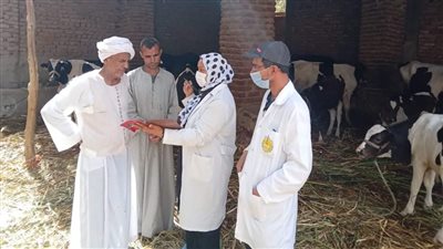 بيطري الأقصر: تحصين 42 ألف رأس ماشية ضد الحمى القلاعية والوادي المتصدع