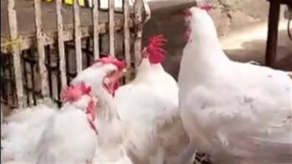 مشروع تربية الدواجن