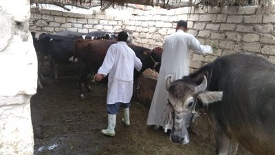 تحصين 107 آلاف رأس ماشية ضد الحمى القلاعية خلال الحملة القومية 2022 بالإسكندرية