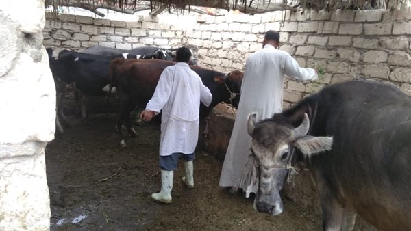 تحصين مواشي بالإسكندرية