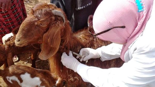 تحصين المواشي ضمن