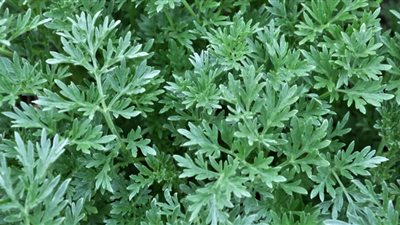 تعرف على فوائد نبات الدمسيسة بعد إعلان إمكانية إنتاج أول علاج مصري للسرطان منها