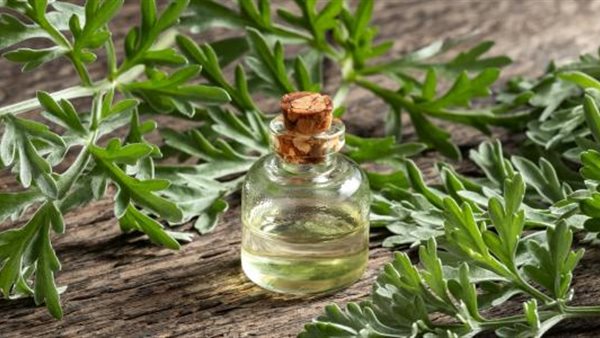 نبات الدمسيسة