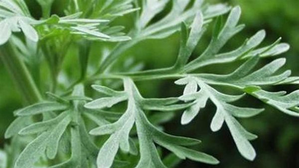 نبات الدمسيسة