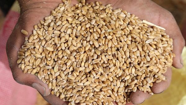 القمح - أرشيفية