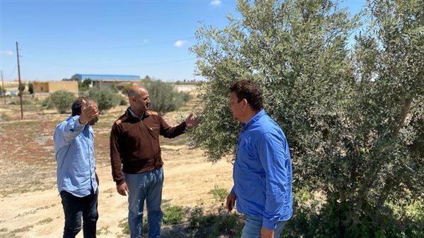 زراعة 12 فدانا في