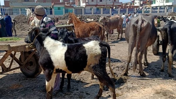 تطعيم رؤس الماشية