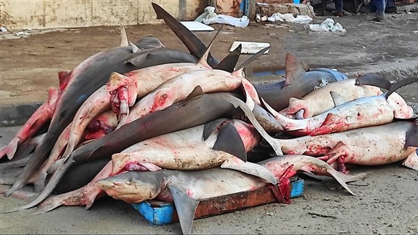 الصيد الجائر للأسماك