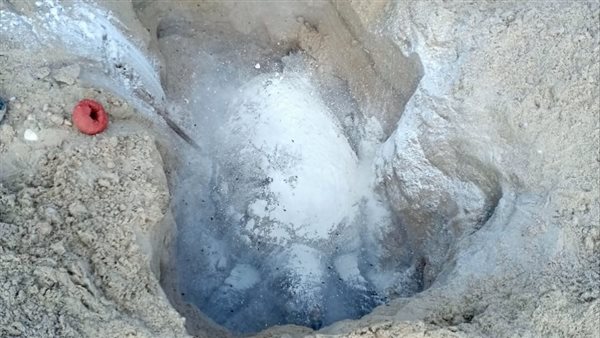 دفن السلاحف البحريه