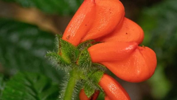 زهرة منقرضة