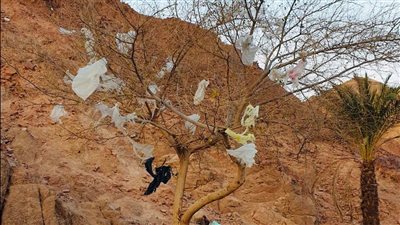 تؤثر على نمو الأشجار والنباتات.. البيئة تنصح باستخدام بدائل الأكياس البلاستيكية