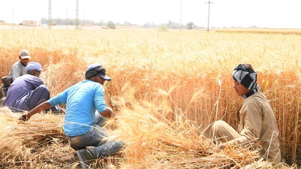 حصاد القمح في قنا