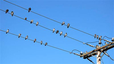 لماذا لا تُصعق الطيور عند الوقوف على أسلاك الكهرباء؟