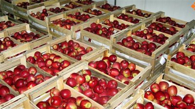 مصر استوردت تفاحًا طازجًا بأكثر من 33 مليون دولار خلال يناير الماضي 