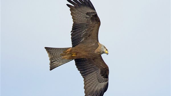 الحدأة السوداء -