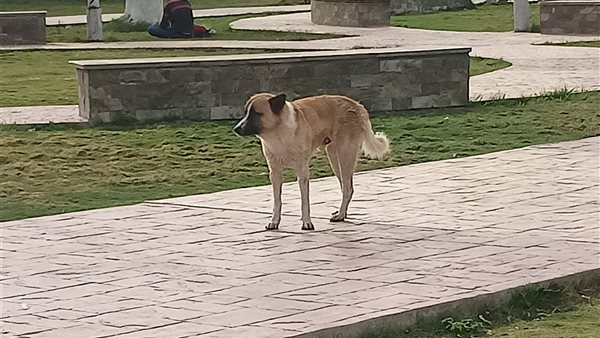 كلاب تنتشر على كورنيش