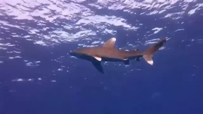 ظهور زوجين من القرش المحيطي بمرسى عالم.. والسائحون يلتقطون الصور التذكارية | صور وفيديو