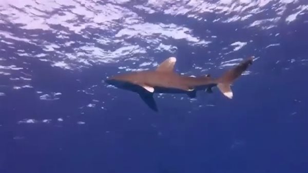 القرش المحيطي جنوب