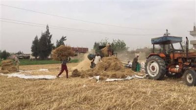 مصرع ربة منزل خلال مساعدة شقيقها في الأرض الزراعية ببني سويف