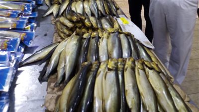 ضبط 8 طن رنجة و35 طن لحوم غير صالحة للاستهلاك الآدمي في حملات الرقابة البيطرية على الأسواق بالغربية 