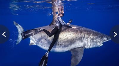 هذه أسعد لحظات حياتي.. سباحة أمريكية تعبر عن سعادتها بالرقص مع القرش الأبيض