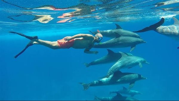 الدلافين بالبحر الأحمر