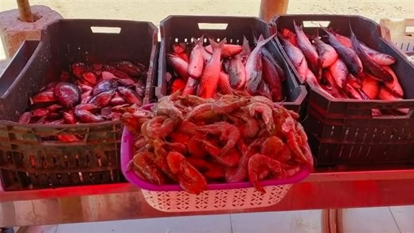 حملات تموينية علي