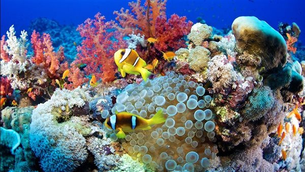 الشعب المرجانية