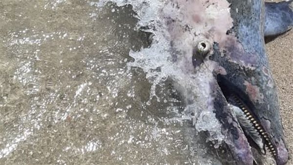 دولفين نافق شمال