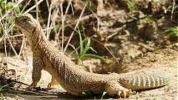 سحلية - أرشيفية