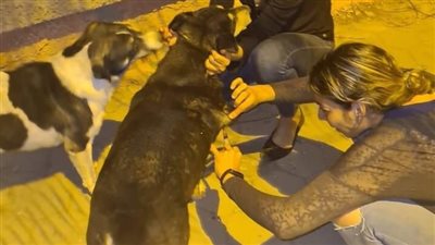 بدلا من قتلها بالسم.. حي الدقى يطلق حملة لتطعيم الكلاب الضالة | صور