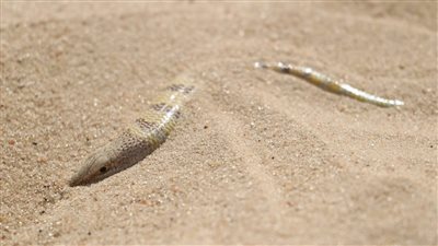 سمكة الرمال تتغذى على الحشرات ويأكلها سكان الصحاري لاعتقادهم في شفائهم من الأمراض