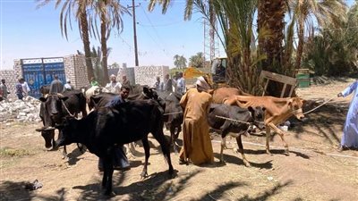 الزراعة: ضبط 512 طن لحوم فاسدة وتحصين 43 ألف رأس ماشية ضد الحمى القلاعية في أسبوع