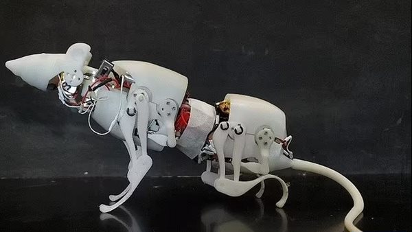 روبوت سكورو