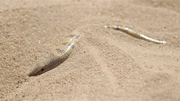  سمكة الرمال