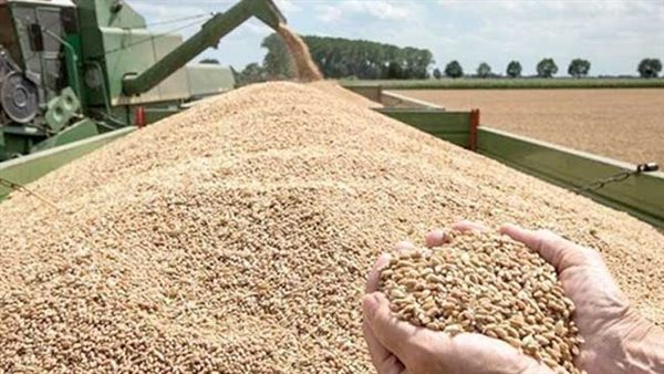 القمح - أرشيفية