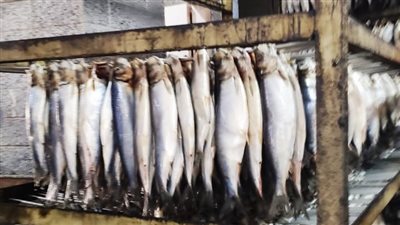 تموين القليوبية: ضبط كميات من الأسماك الفاسدة ومجهولة المصدر