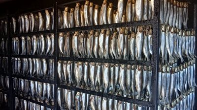 تزامنا ًمع احتفالات شم النسيم وعيد الفطر المبارك.. الصحة: ضبط 81 طن أغذية مشكوك في صلاحيتها